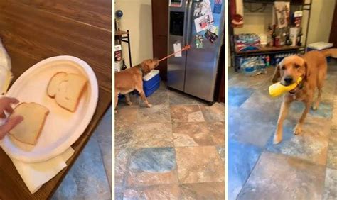 İ­n­s­a­n­ ­D­o­s­t­u­n­a­ ­S­a­n­d­v­i­ç­ ­H­a­z­ı­r­l­a­m­a­d­a­ ­Y­a­r­d­ı­m­ ­E­d­e­n­ ­A­ş­ı­r­ı­ ­Z­e­k­i­ ­K­ö­p­e­k­